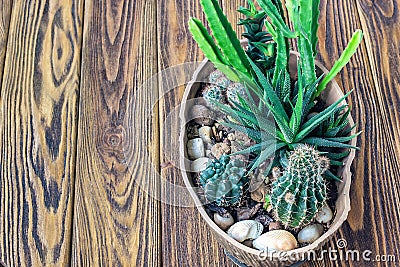 Cactus wood, Small garden Miniature plants Still Life Succulents cactus in pot on wooden shelf Scandinavian style interior decorat Stock Photo