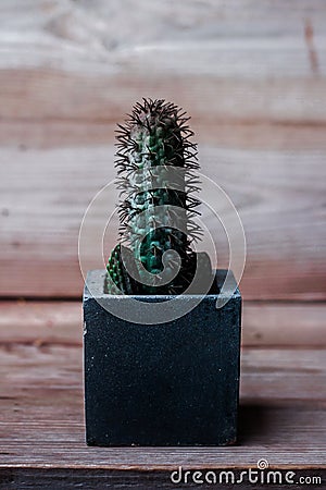 Cactus on Wood Texture Background Stock Photo