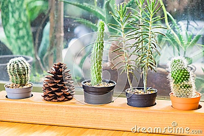 Cactus wooden vintage pot Stock Photo