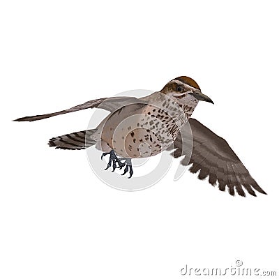 Cactus Wren Stock Photo