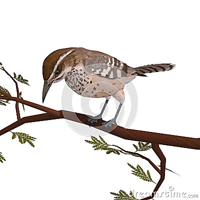 Cactus Wren. 3D rendering with clipping path and Stock Photo