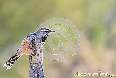 Cactus Wren Stock Photo