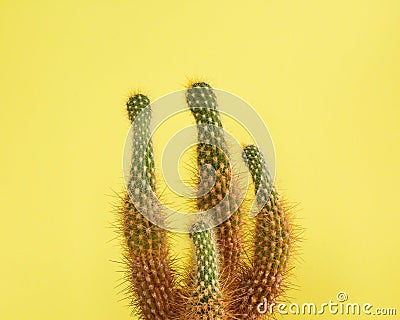 Cactus on yellow background.Minimal fashion Stillife. Stock Photo