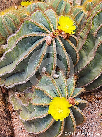 Cactus and yellow flower Stock Photo