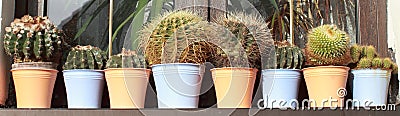 Cactuses Stock Photo