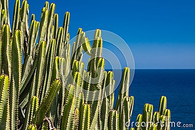 Cactuses of Gran Canaria Stock Photo