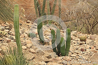 Cactuses in rocky landscape Stock Photo