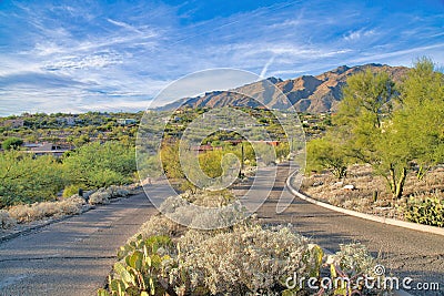 Cactuses and shrubs in the middle of two-lane road at Tucson, Arizona Stock Photo