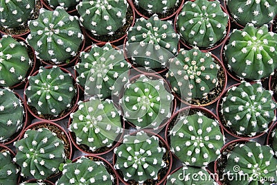 Cactuses Top View Stock Photo