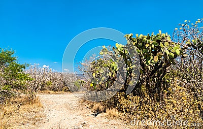 Cactuses at the Yagul archaeological site in Mexico Stock Photo