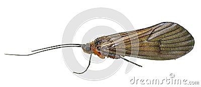 Caddis fly 3 Stock Photo