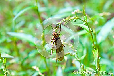 Caddis Stock Photo