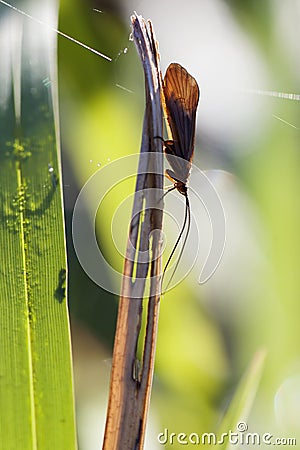 Caddis - Trichoptera Stock Photo