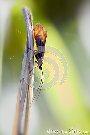 Caddis Stock Photo