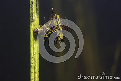 Caddisflie larvae Underwater photography Stock Photo