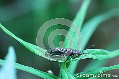 caddisfly caddy from the side Stock Photo