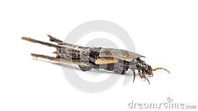 Caddisfly species larva in protective cases or shell Stock Photo