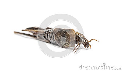 Caddisfly species larva in protective cases or shell Stock Photo