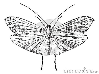 Caddisfly, vintage engraving Vector Illustration