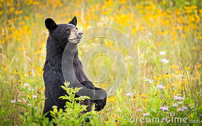 Cades Cove Black Bear Stock Photo