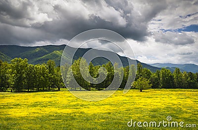 Cades Cove Spring Flowers Great Smoky Mountains Stock Photo