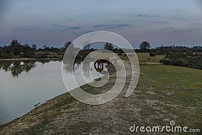 Cadnams pool sunset ponies Stock Photo