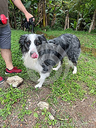 Cadu drinking water Stock Photo