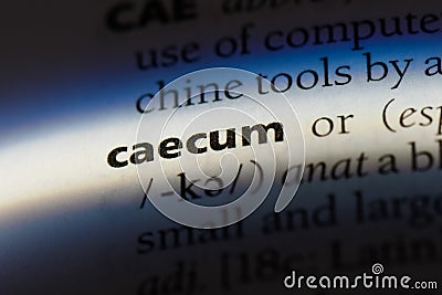 caecum Stock Photo