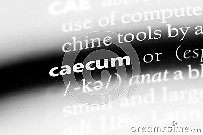 caecum Stock Photo