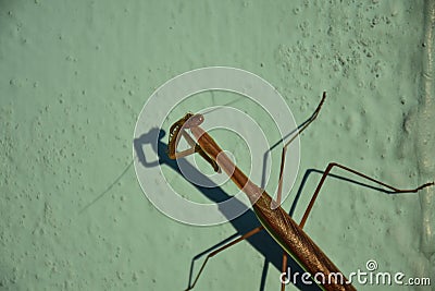 Caelifera closeup outside on white surface Stock Photo