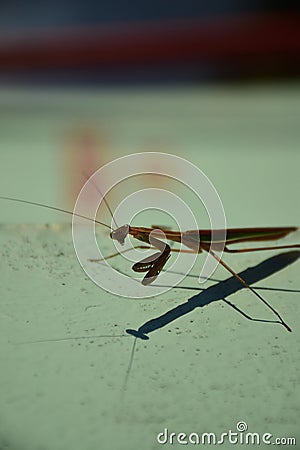 Caelifera grasshopper closeup white background Stock Photo