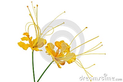 Caesalpinia pulcherrima flower Stock Photo