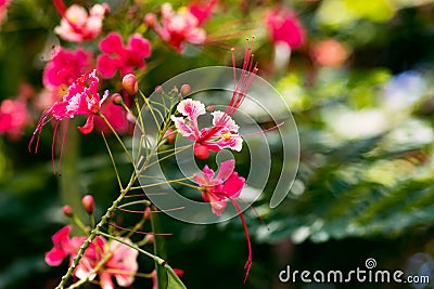 Caesalpinia pulcherrima red bird of paradise flower close up Tobago Stock Photo
