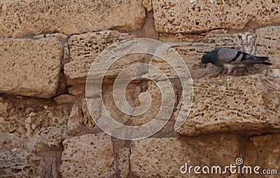 Caesarea National Park - An ancient Roman city, the seat of Herod the Emperor Stock Photo