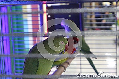 A cage with colorful parrots that sit on a perch Stock Photo