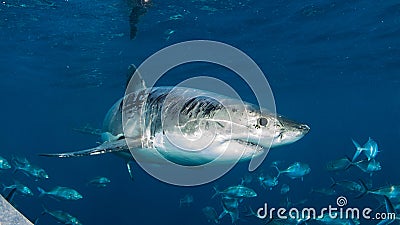 Cage diving with the Great White Shark, Western Australia Stock Photo