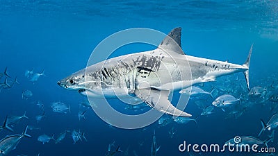 Cage diving with the Great White Shark, Western Australia Stock Photo