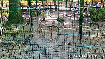 Cage with pheasants in city zoo Stock Photo