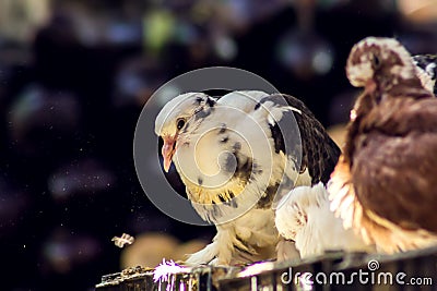 Cage with pigeon chicks at street market in Egypt Stock Photo