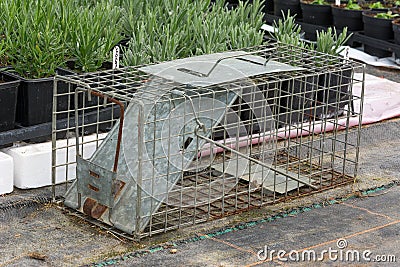 Cage type humane rat trap Stock Photo