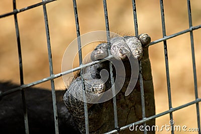 Caged Stock Photo