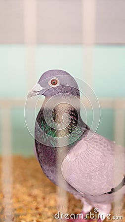 A Caged Bird In The Poultry Competition At An Agricultural Show Stock Photo