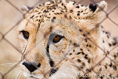 Caged cheetah Stock Photo