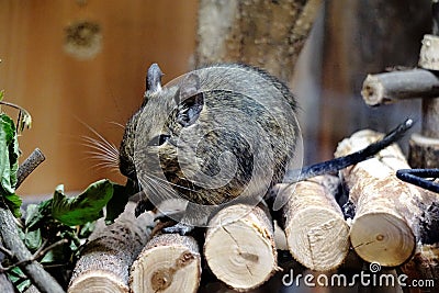 Caged Degu eating leafs Stock Photo