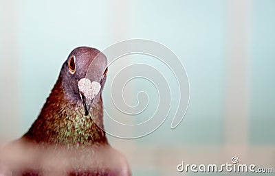 A Caged Bird In The Poultry Competition At An Agricultural Show Stock Photo