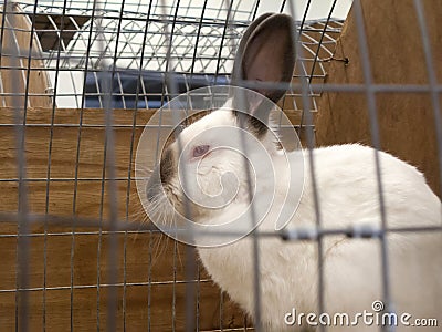 Caged Himalayan rabbit Stock Photo