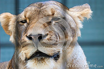 Caged lion Stock Photo