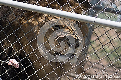 Caged Male Lion with a mane behind a fence waits for meat on a fork fed by a keeper & x28;Panthera leo& x29; Stock Photo