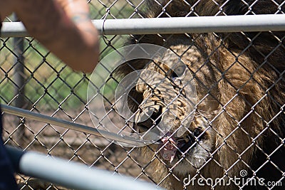 A caged male lion with a mane is fed meat on a fork by a keeper through a fence. Stock Photo