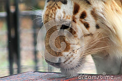 Caged tiger smelling table Stock Photo